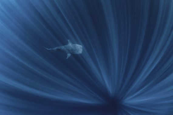 Большая рыба в большом океане, Алекс Кидд, Австралия. Китовая акула, плавающая в глубине рифа Нингалу, Западная Австралия. Победитель в категории «вода» 