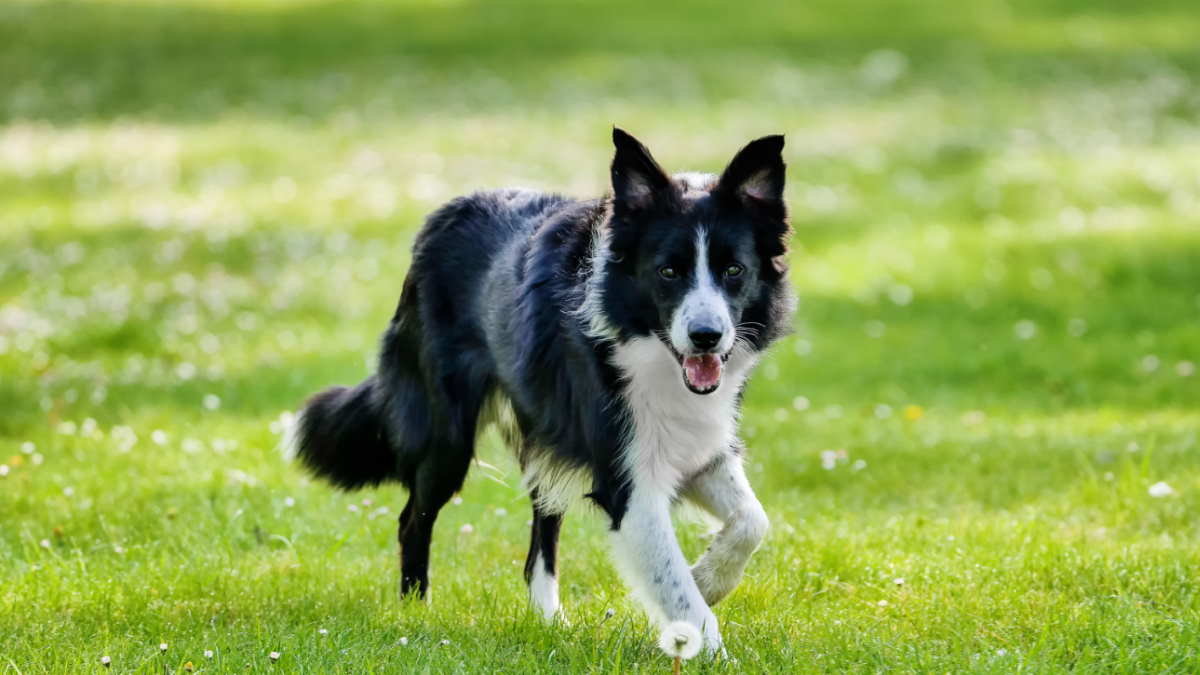 Бордер-колли