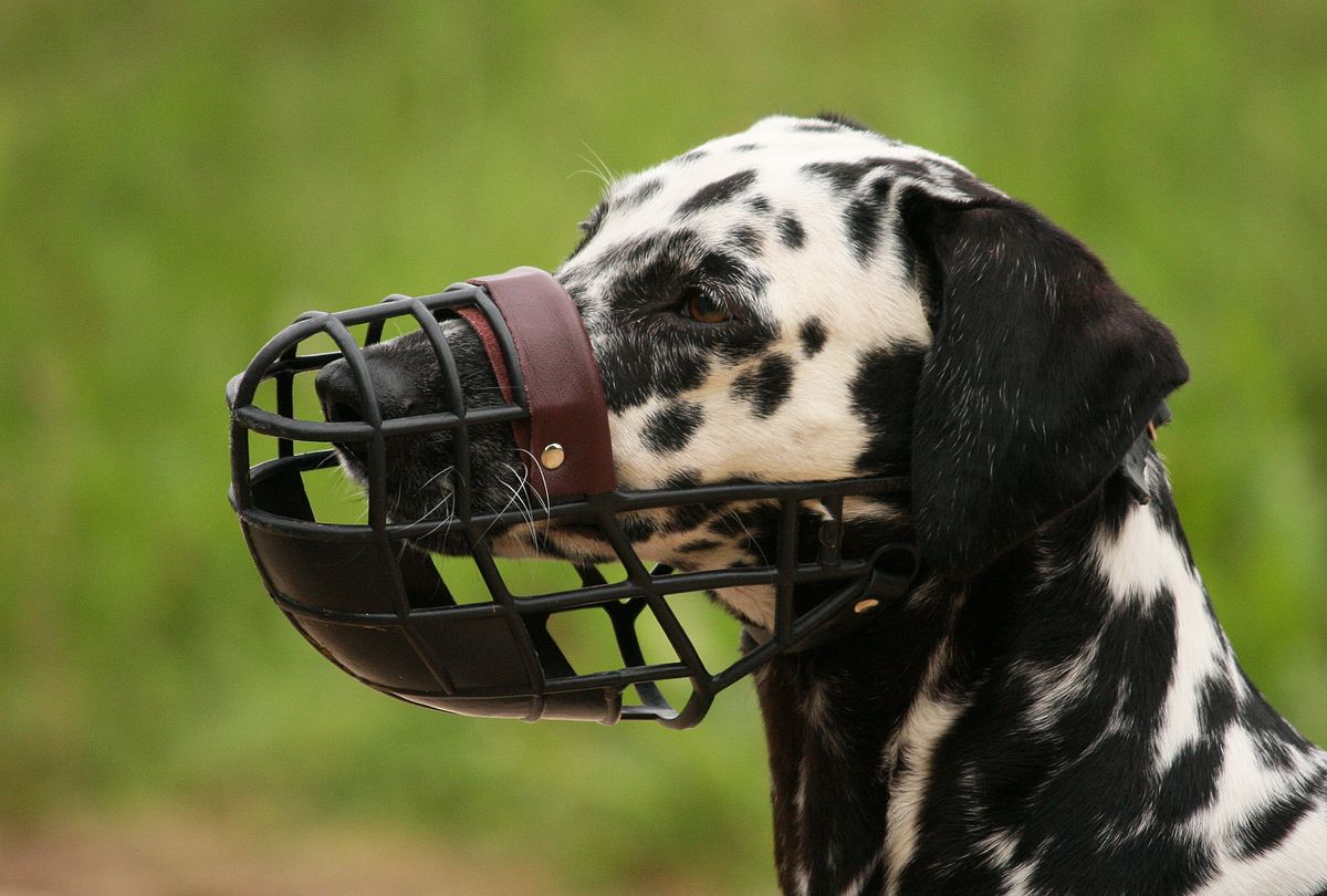 Maulkorb__Lassie__von_Sofahund