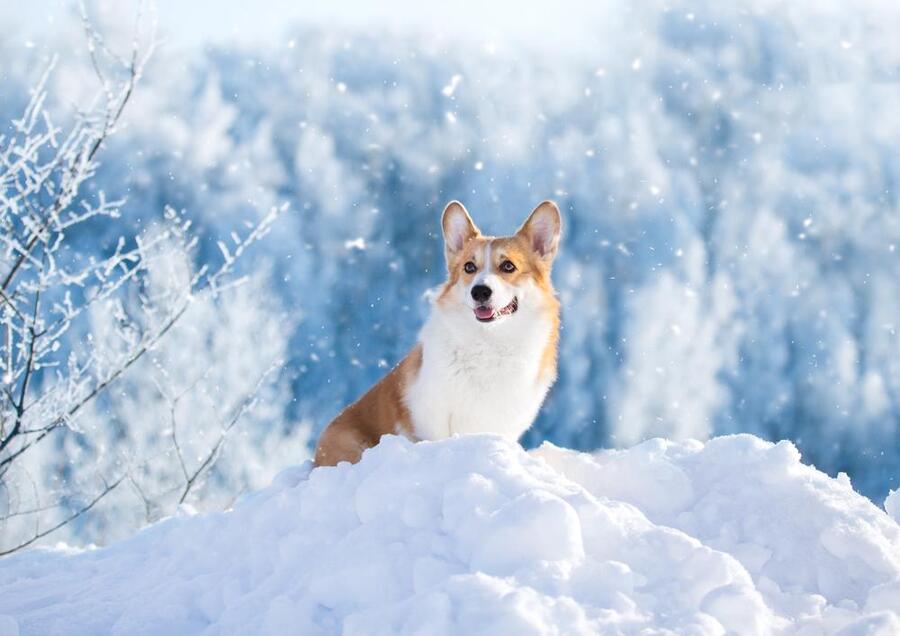 зима собака