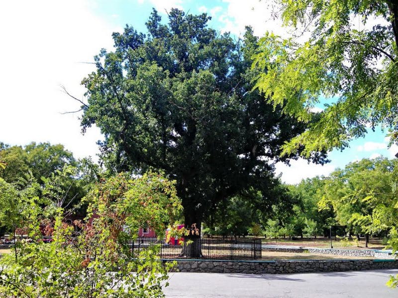 Черешчатий дуб